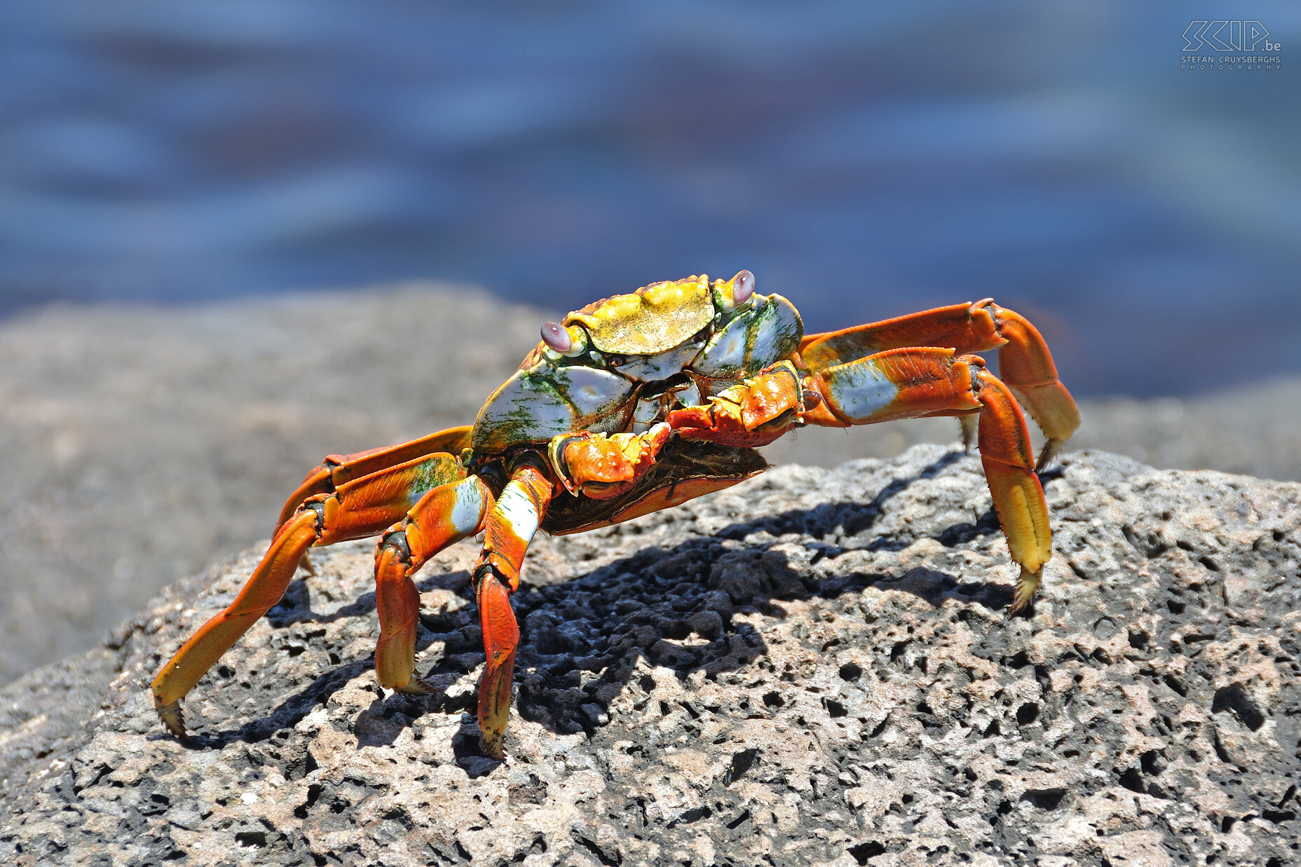 Galapagos - South Plaza - Sally lightfoot crab The grapsus grapsus, sometimes also called sally lightfoot crab, is one of the common crabs on the Galápagos islands. Young crabs are black but adults get red, orange or yellow colors. They live amongst the rocks just above the limit of the sea spray and they primarly feed algae. Stefan Cruysberghs
